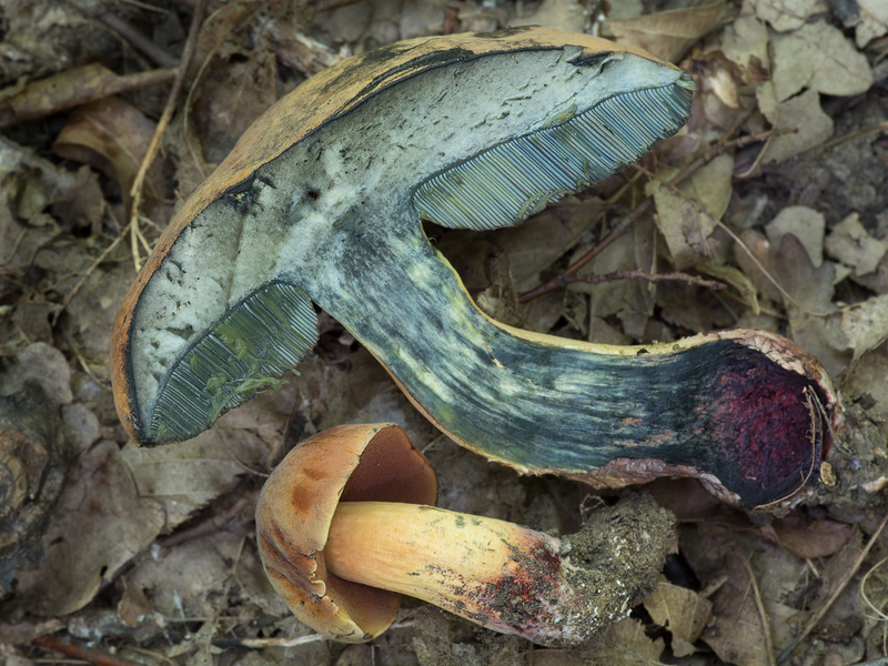 Boletus queletii